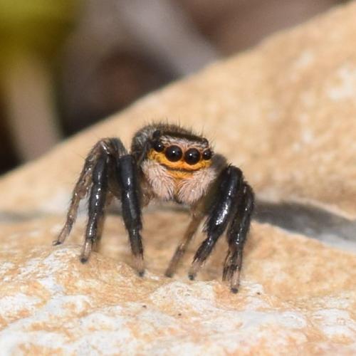Réf. 346 434 : Euophrys sulphurea